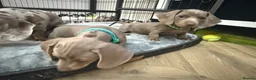 Miniature Dachshund dogs for sale: miniature daschunds puppies  - Advert 23