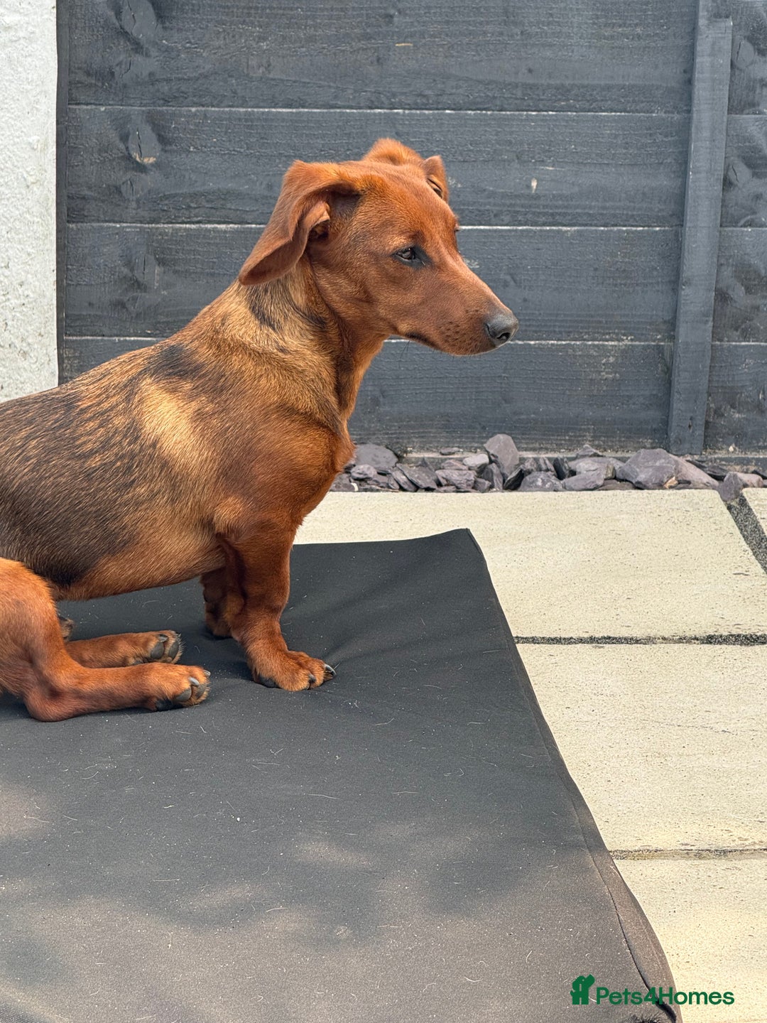Mixed Breed dogs for sale: Dachshund for rehoming  - Image 6