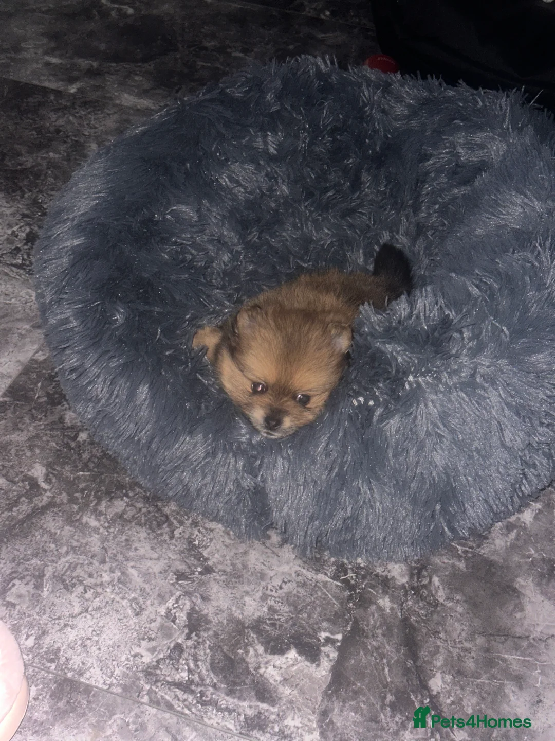 Pomeranian dogs for sale: Teddy pom puppy girl beautiful coat  - Advert 2
