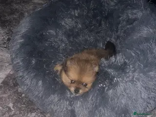 Pomeranian dogs Teddy pom puppy girl beautiful coat - Advert 19