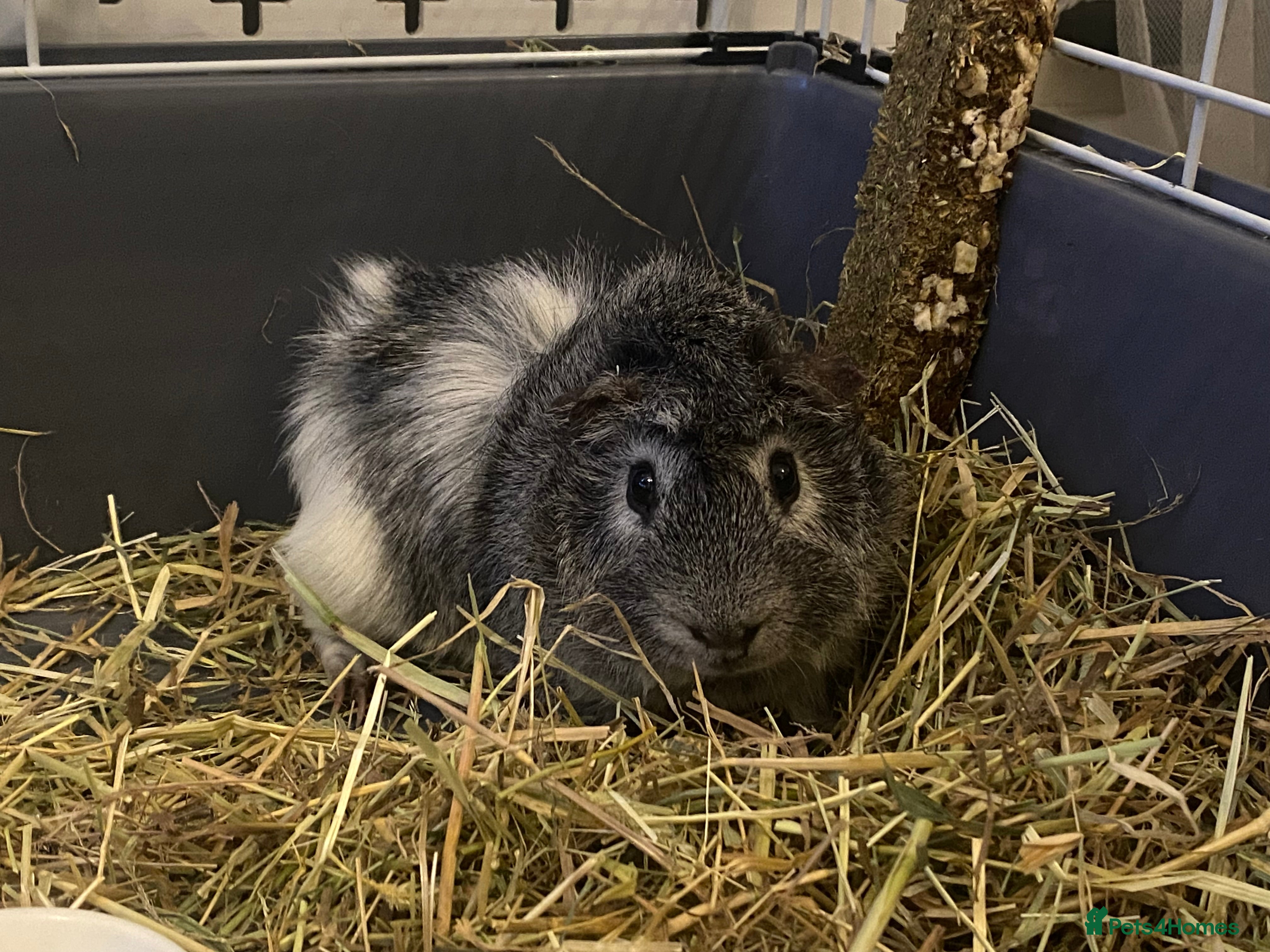 Guinea Pig rodents Abysinnian Rosette Guinea Pig  - Advert 1