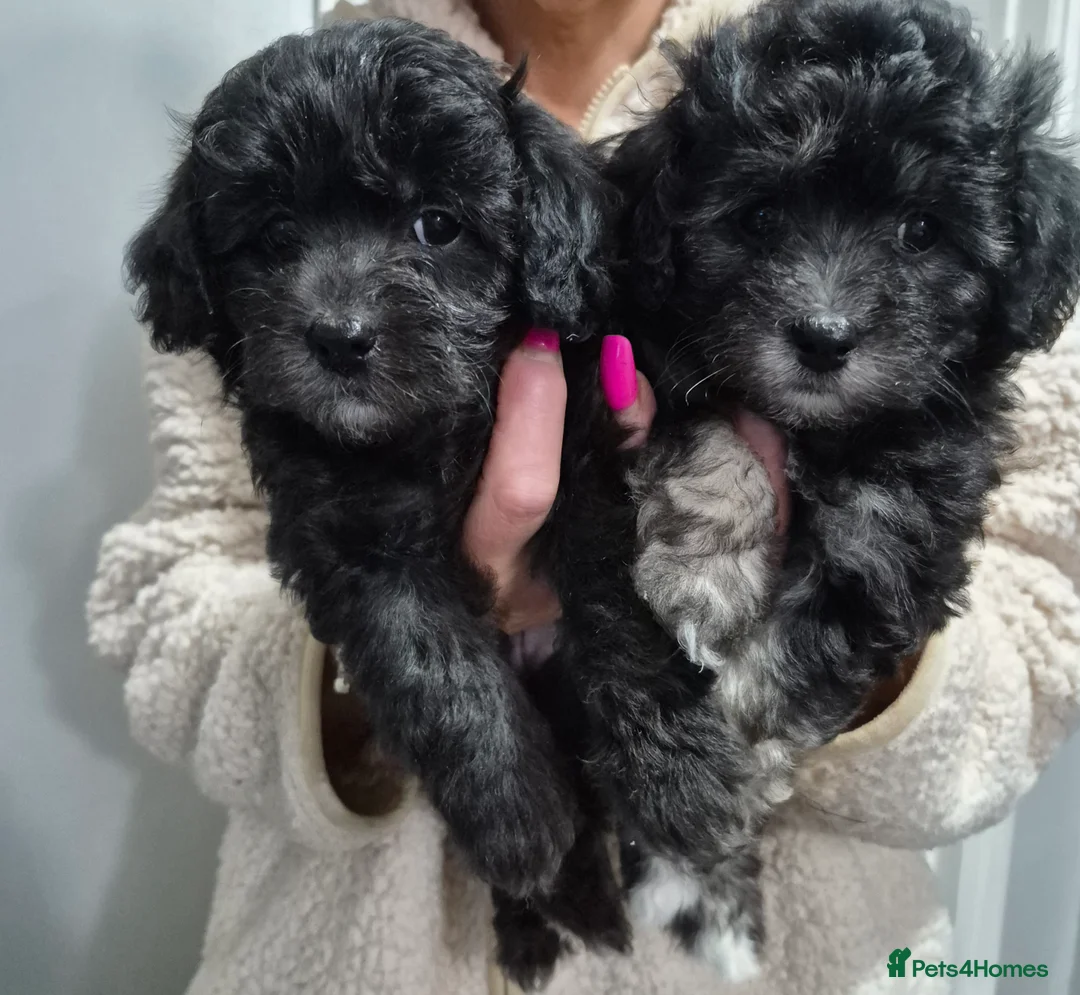 Maltipoo dogs for sale: F1 generation Maltipoo's - Advert 12