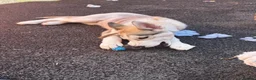 Siberian Husky dogs for sale: Siberian Husky for rehoming in Ashton-under-Lyne - Advert 6