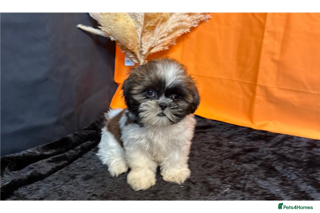 Shih Tzu dogs for sale: Adorable Shih Tzu Puppies – Ready for Loving Homes - Image 8