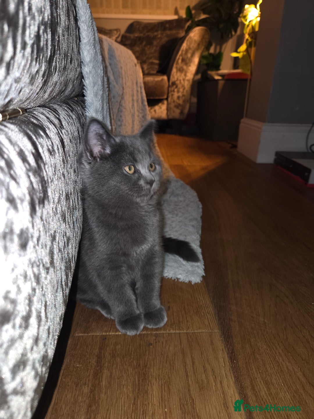 British Shorthair cats for sale: ☆ 6month male british shorthair kitten ☆ - Advert 2