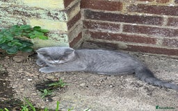 British Shorthair cats for sale: British shorthair  - Image 5