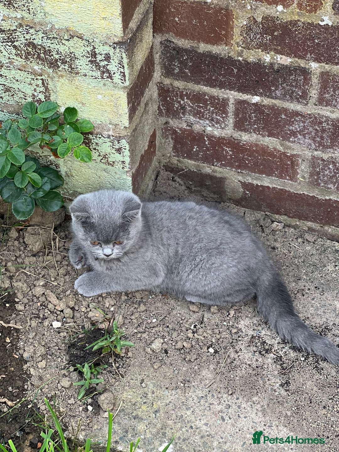 British Shorthair cats for sale: British shorthair  - Image 5