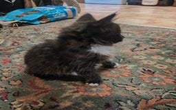 British Shorthair cats for sale: 4 kittens for sale ready for collection - Image 7