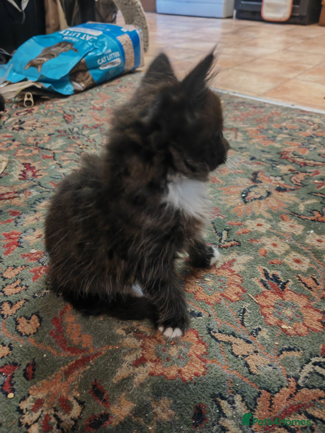 British Shorthair cats for sale: 4 kittens for sale ready for collection - Image 7