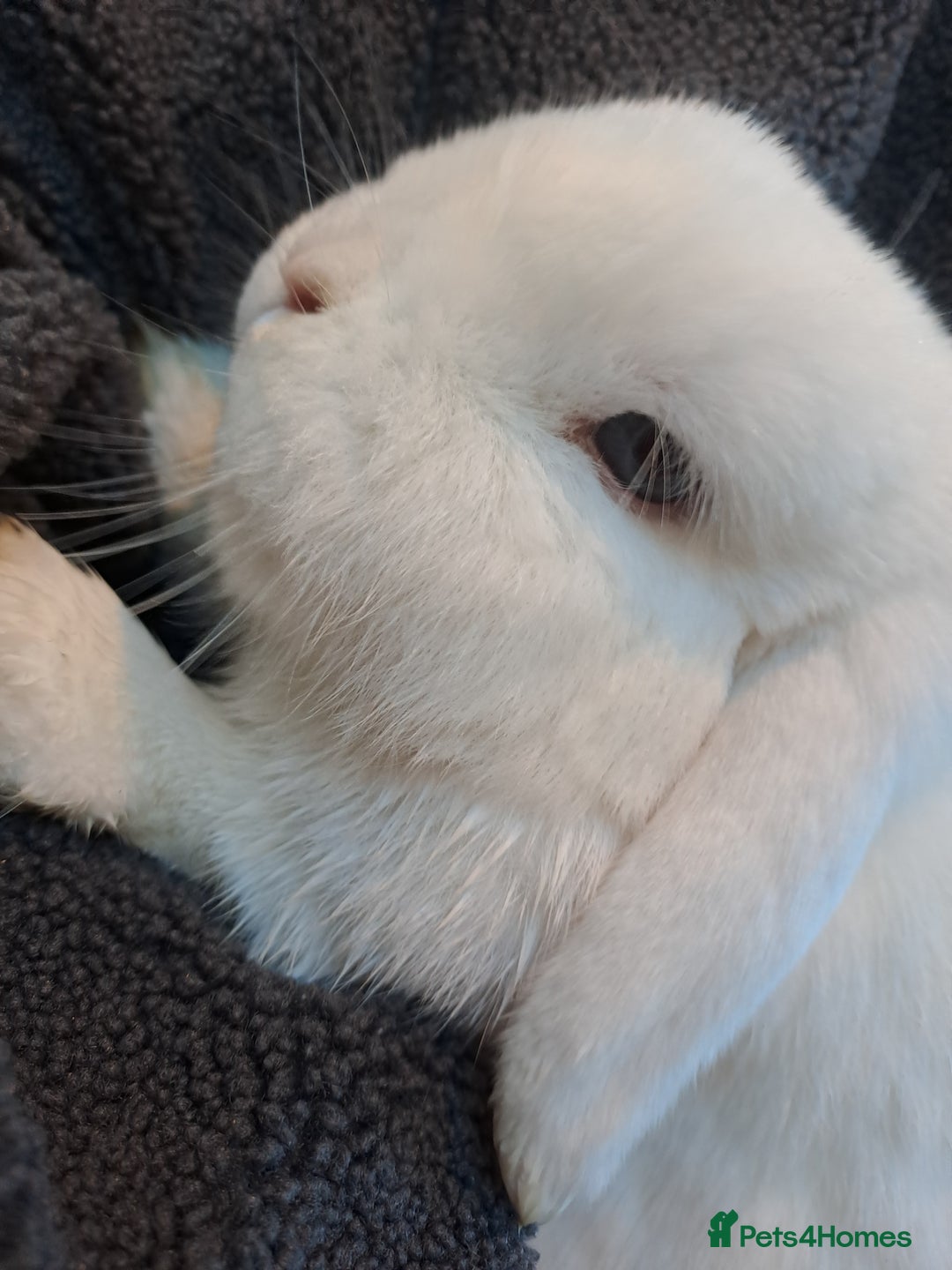 Mini Lop rabbits for sale: Male (Neutered) & Female Mini Lops (Very friendly) - Advert 6