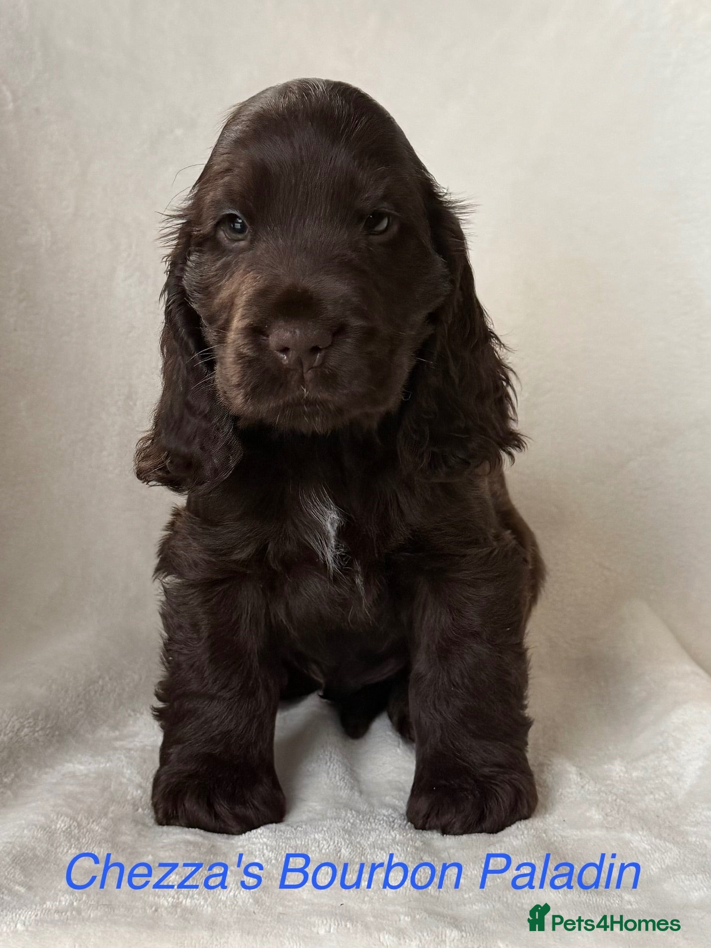 Cocker Spaniel dogs Outstanding Cocker Spaniel Puppies Available  - Advert 1