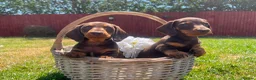 Miniature Dachshund dogs for sale: True miniature chocolate dachshunds  - Advert 4