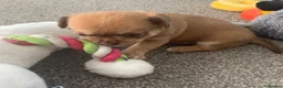 Chihuahua dogs for sale: Chihuahua 1 short haired beautiful boy - Advert 2