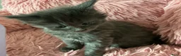 Maine Coon cats for sale: GCCF Registered MaineCoon Blue/Black Smoke & White in Edinburgh - Advert 23