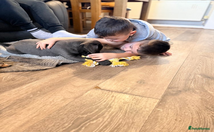 Labrador Retriever dogs - Advert 12