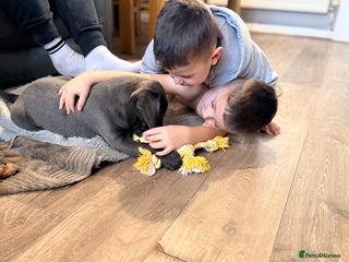 Labrador Retriever dogs - Advert 34