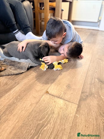 Labrador Retriever dogs - Advert 4