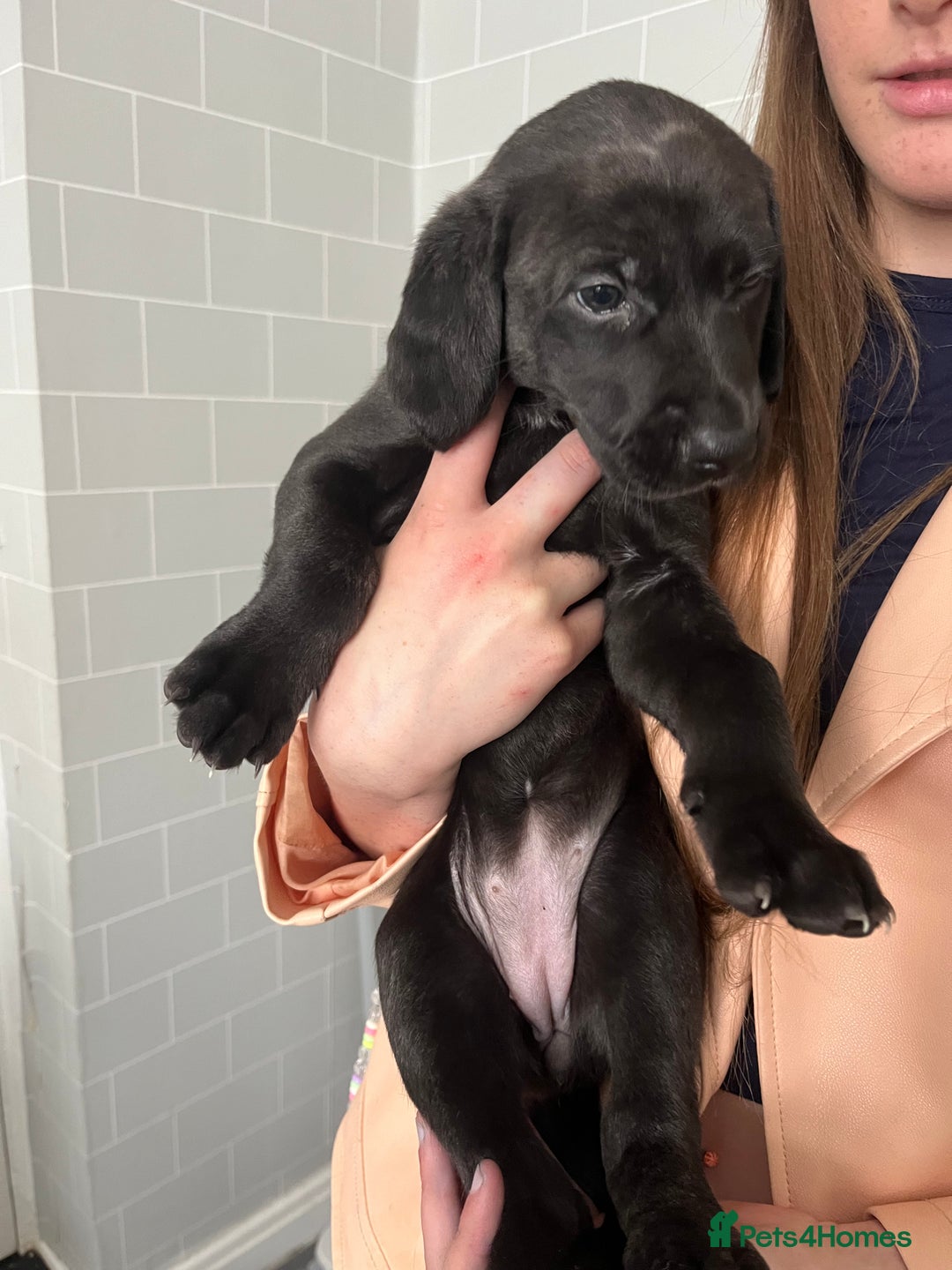Mixed Breed dogs for sale: Weimaraner/deerhound  - Image 1