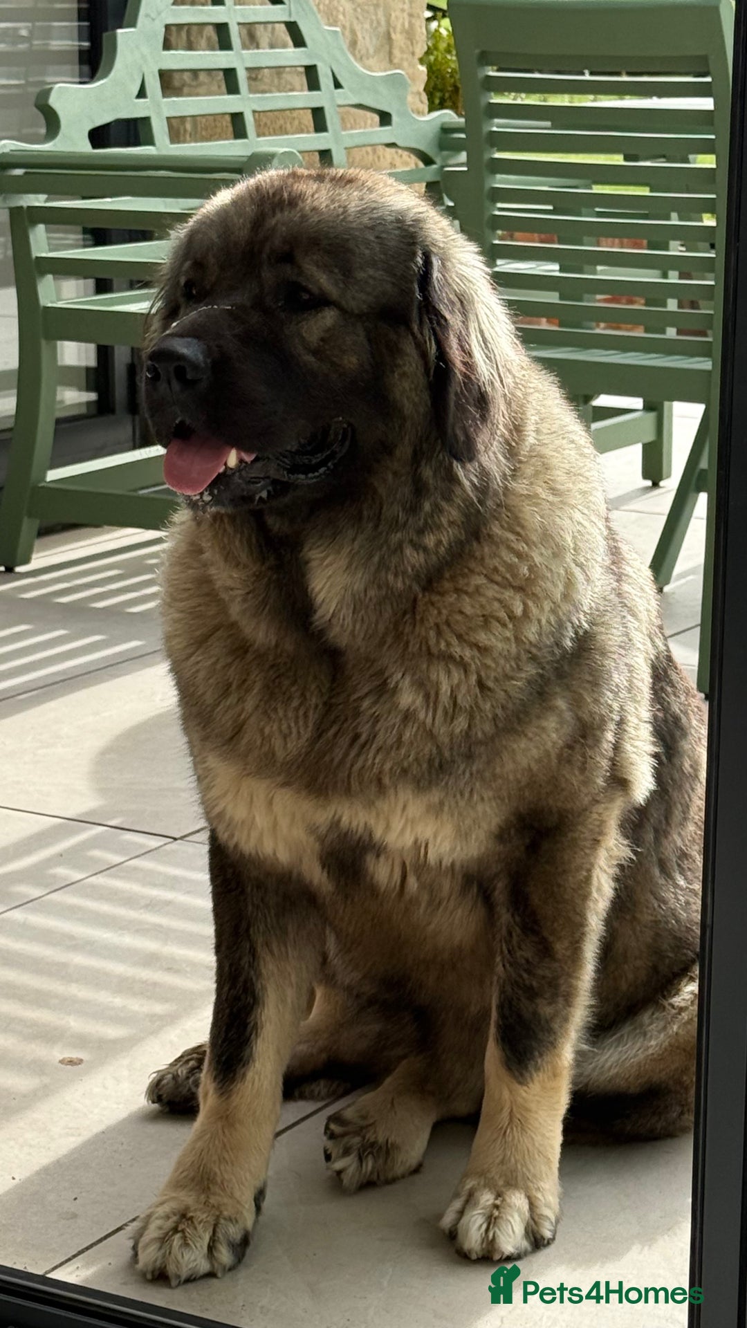 Caucasian Shepherd Dog dogs for sale: Caucasion Shepherd Puppies - Advert 2