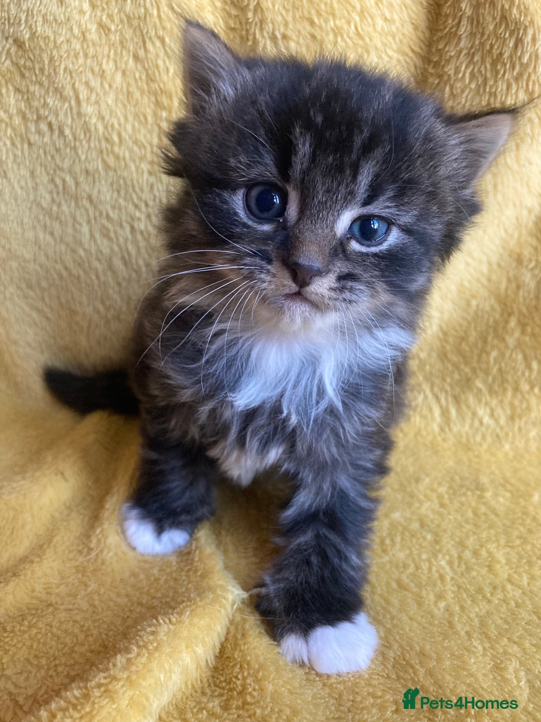 Maine Coon cats for sale: Maine coon  - Advert 4