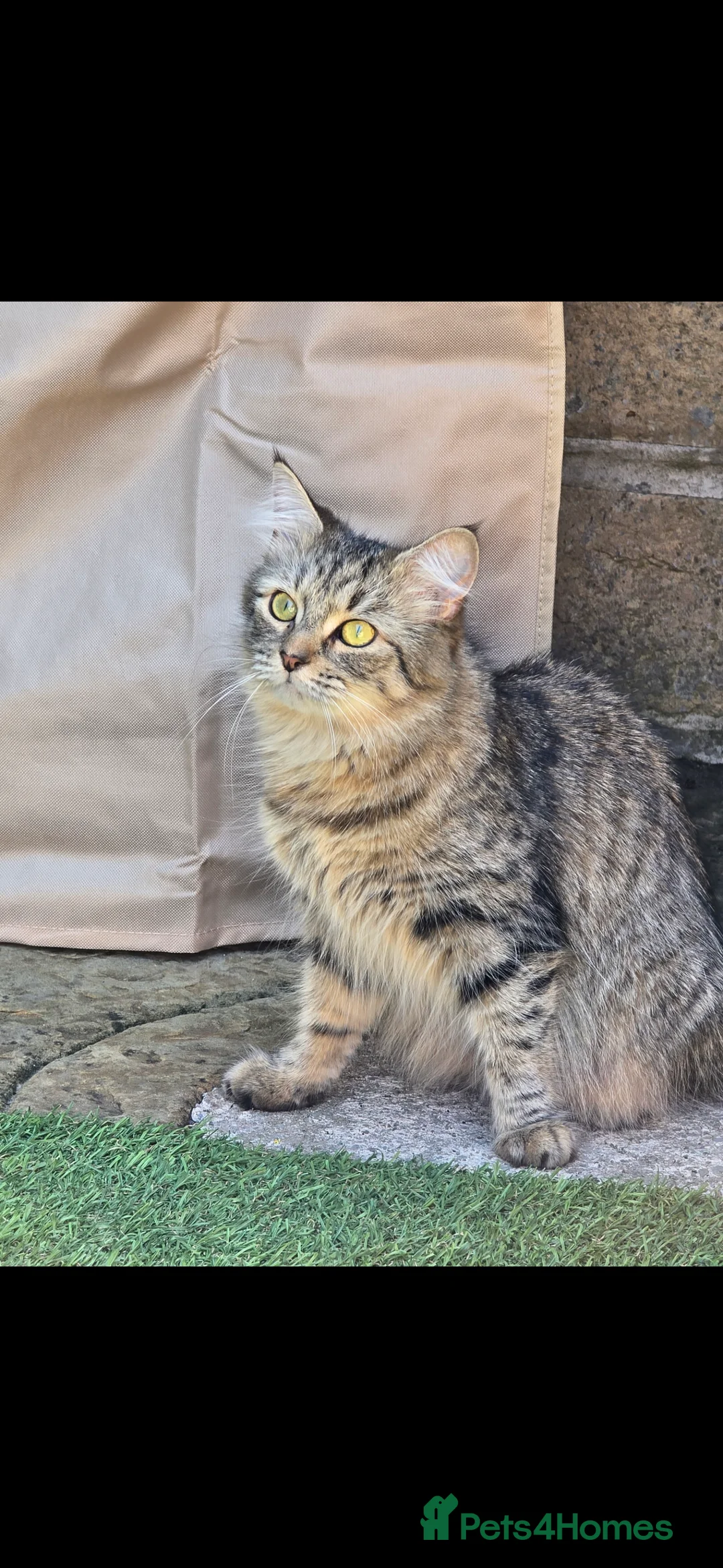 Maine Coon cats for sale: Maincoon  - Advert 1