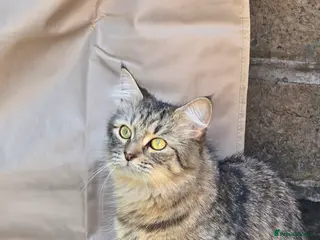 Maine Coon cats Maincoon - Advert 9