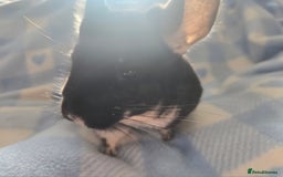 Chinchilla rodents for sale: Bonded mother and daughter pair - Image 15