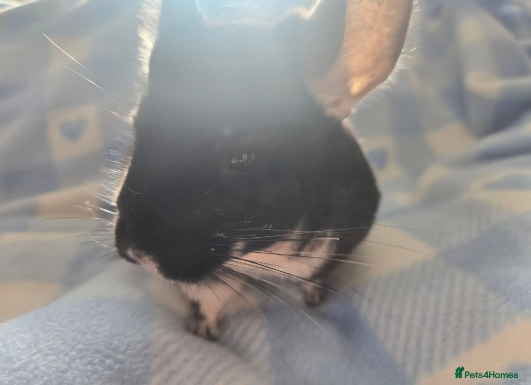 Chinchilla rodents for sale: Bonded mother and daughter pair - Image 15