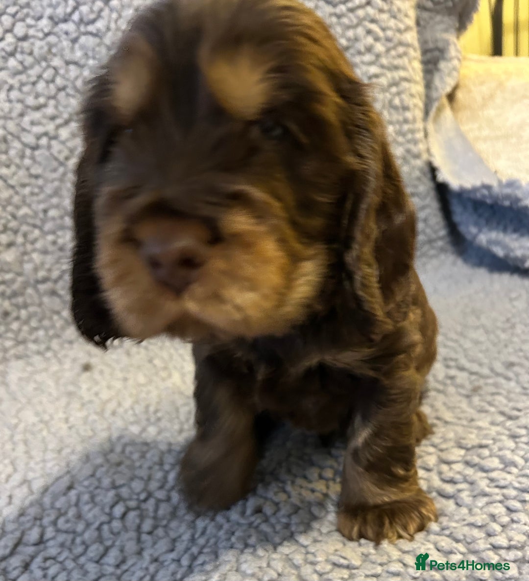 Cocker Spaniel dogs for sale: Beautiful KC English Show Cocker pups. - Advert 15