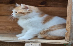 British Shorthair cats for sale: BSH Ginger & White, Calico & Gold Kittens - Image 8