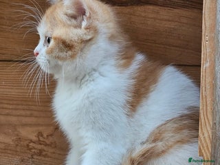 British Shorthair cats - Advert 17