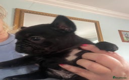 French Bulldog dogs for sale: French Bulldog puppies. 3 x boys 1 x girl - Image 6