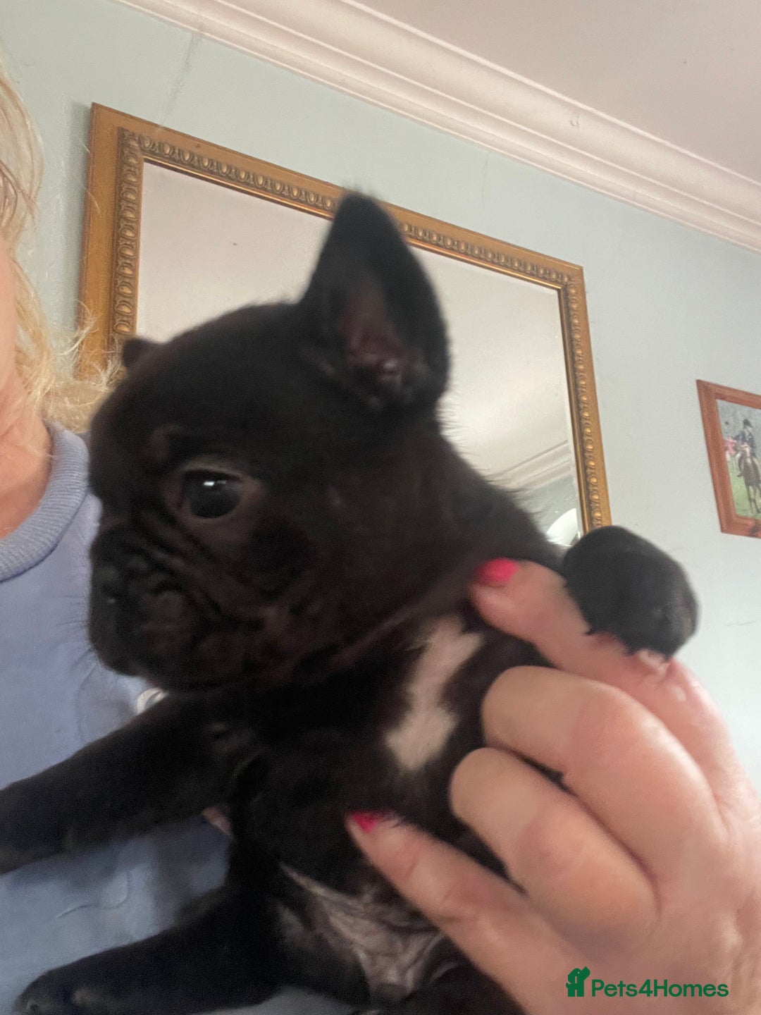 French Bulldog dogs for sale: French Bulldog puppies. 3 x boys 1 x girl - Image 6