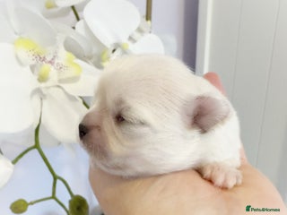 Chihuahua dogs KC qulity LC cream and choc chihuahua puppies - Advert 1