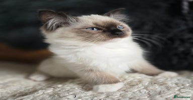 Ragdoll cats - Advert 5