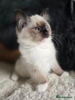 Ragdoll cats - Advert 6