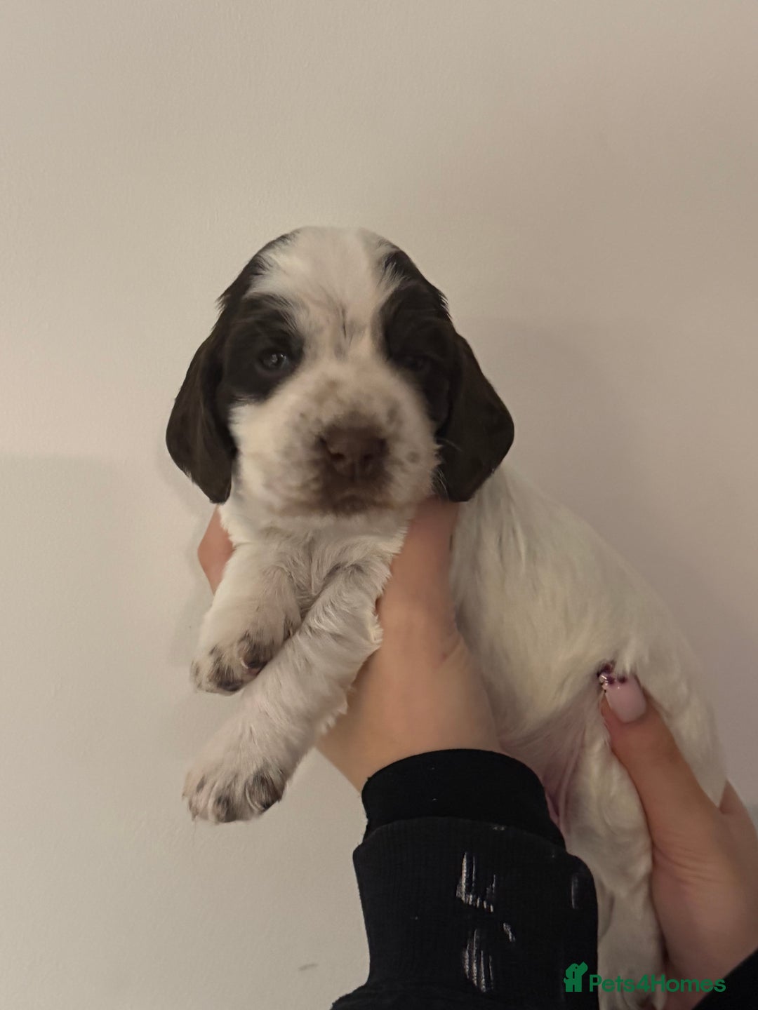 Cocker Spaniel dogs for sale: Exceptional Cocker Spaniel Puppies  - Advert 5