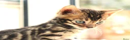 Bengal cats for sale: CUTE BROWN BENGAL MALE KITTENS - Advert 10