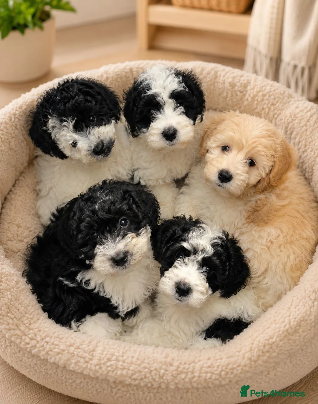 Cavapoo dogs for sale: F1BB Cavapoo - Advert 2