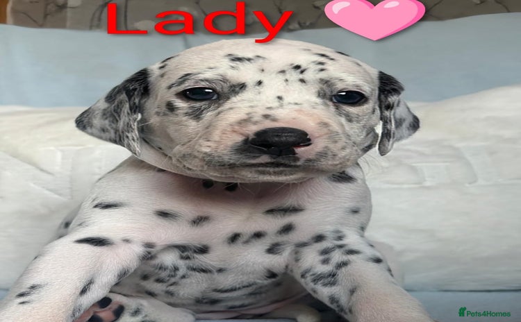 Dalmatian dogs KC registered Dalmatian puppies - Advert 6