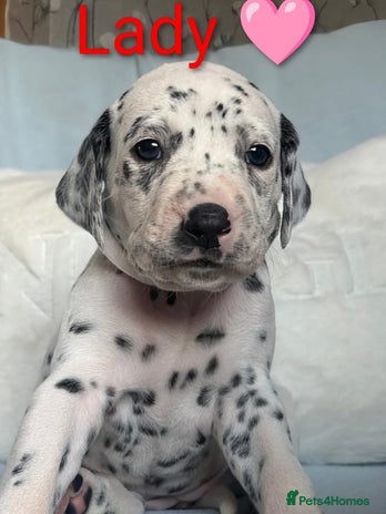 Dalmatian dogs KC registered Dalmatian puppies - Advert 6