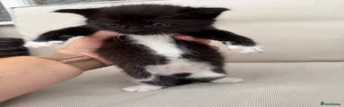 Maine Coon 5