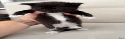 Maine Coon cats for sale: Maine Coon X’s - Advert 15