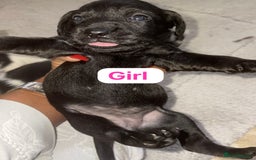 Patterjack dogs for sale: Jack Russell x patterdale terrier - Image 7
