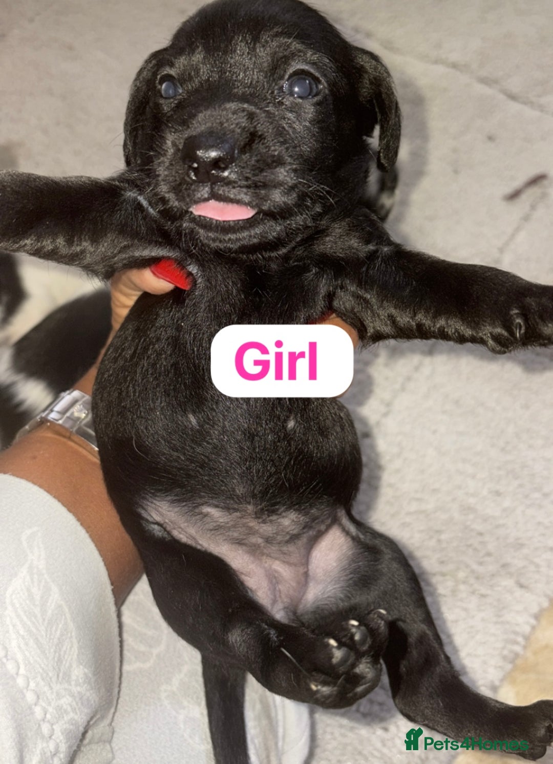 Patterjack dogs for sale: Jack Russell x patterdale terrier - Image 7