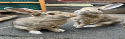 Mixed Breed rabbits for sale: Experienced Home for Bonded Rabbits - Advert 5