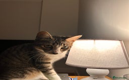 Domestic Shorthair cats for sale: Two kittens  - Image 7