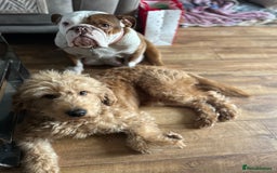 Mixed Breed dogs for sale: CHUNK - 8months old beauty - Image 2