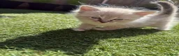 Siberian cats for sale: Hypoallergenic Siberian Neva Masquerade kittens - Advert 9