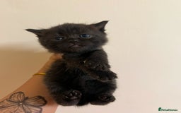 British Shorthair cats for sale: BRITISH SHORT HAIR FOR SALE !! - Image 3